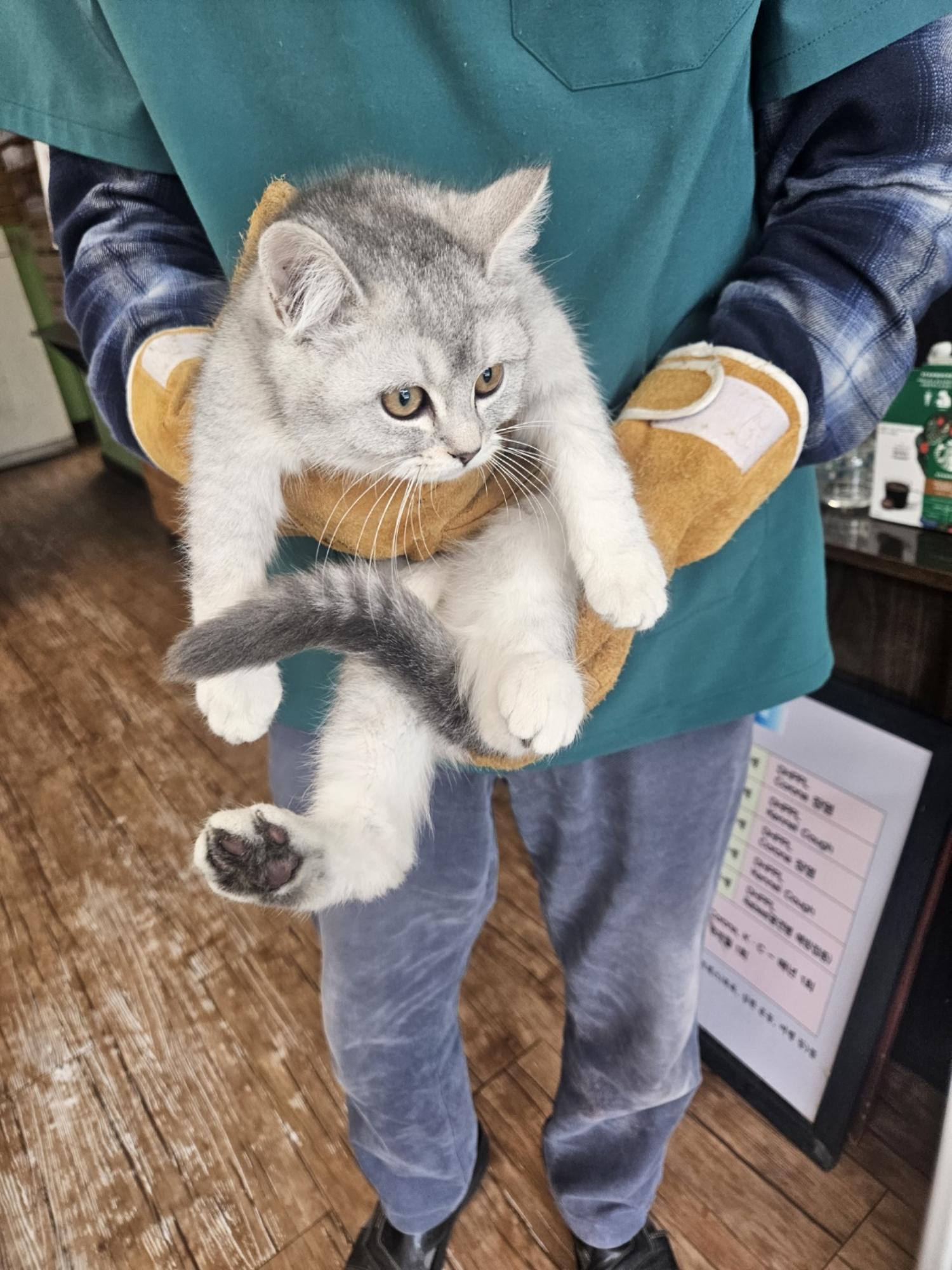 정선가축병원_442429202500250